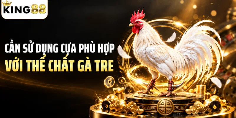 Cần sử dụng cựa phù hợp với thể chất gà tre