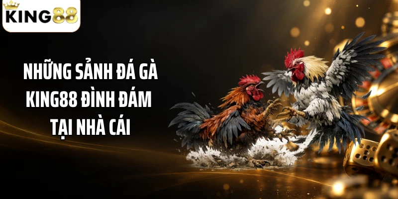 Những sảnh đá gà KING88 đình đám tại nhà cái